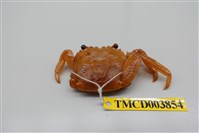 藏品(白紋方蟹)的圖片